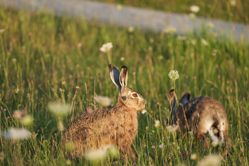Fototapeta premium European Hare Lupus europaeus in evening light on a field
