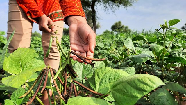 Indian female farmer collecting moong beans from trees in fields