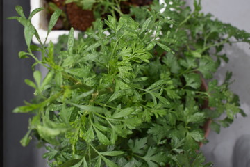 close up of fresh Italian parsley