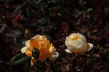 Light Cream Flower of Rose 'Lady Hillingdon' in Full Bloom
