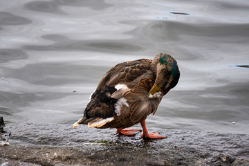 Pretty mallard scratching its plumage with its beak at Lake Tjornin in Reykjavik, the capital of Iceland