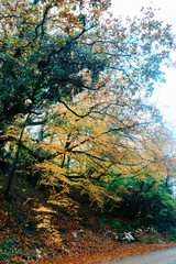 Beautiful orange and golden leaves on autumn fall trees in a woodland park