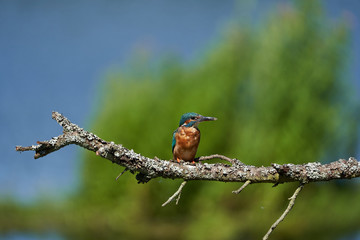 Common kingfisher Alcedo atthis Eurasianon a tree at the river