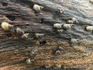 Periwinkle snails (Littoraria nebulosa) graze on a dead tree trunk with tentacles protruding. Driftwood Beach, Jekyll Island, Georgia.