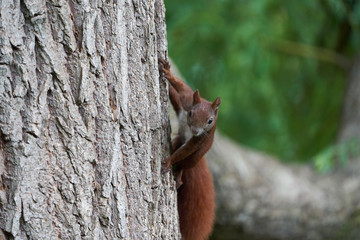 Eurasian Red Squirrel on a Tree 