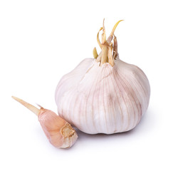 Sprouted garlic bulb isolated on white
