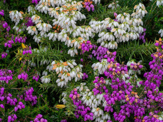 Obraz premium Erica cinerea, Bell heather, Purple and white, latter said to be lucky.