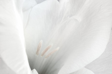 Close-up of a flower on a stem of beautiful gladioli on a white background