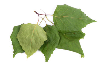 Pile of dried birch leaves