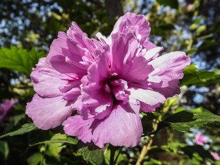 kwiat macro płatki rózowy roślina © Piotr