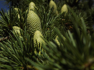 szyszki drzewo macro natura zieleń © Piotr