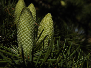 szyszki drzewo macro natura zieleń © Piotr