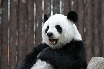 Fototapeta na wymiar Fluffy Giant Panda in Thailand