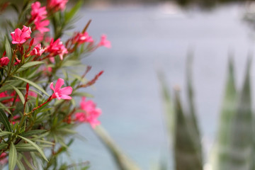 Pink oleander flowers by the sea. Selective focus.