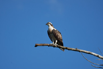 Osprey nest Osprey family of immature and adult individuals 