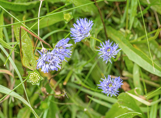 Sheepsbit scabious, Jasione montana, Devon, UK.
