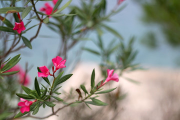 Pink oleander flowers by the sea. Selective focus.