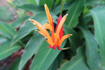 bird of paradise