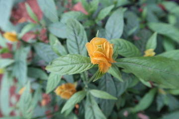 orange flower on a green background