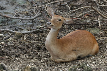Obraz premium Close up Deer on the Yard