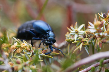 European Oil Beetle Meleo scarabeus Macro