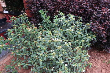 lavender in the garden