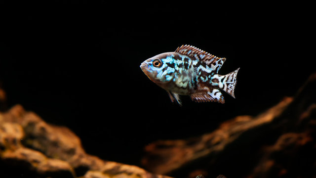 electric blue jack dempsey cichlid fish in aquarium