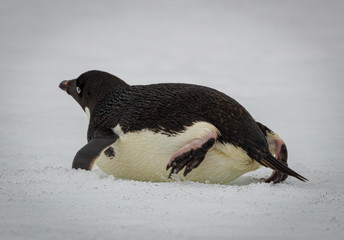 Adelie penguin in Antarctica (Pygoscelis adeliae)