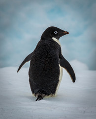 Adelie penguin in Antarctica (Pygoscelis adeliae) © Kathy Huddle 