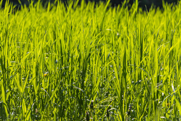 Beautiful horizontal texture of green Creeping Wild Rye grass is in summer