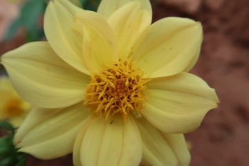 yellow flower in the garden