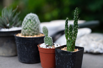 Growing cactus indoors, Cactus garden in house, Close-up