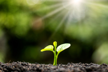 Small trees with green leaves, natural growth and sunlight, the concept of agriculture and sustainable plant growth.