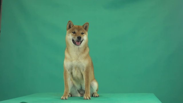 Shiba Inu on green screen