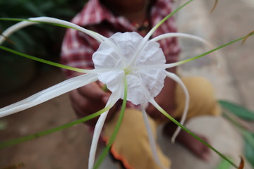 pink and white flower