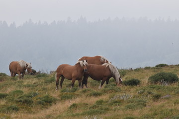 Freilebende Pferde im natürlichen Habitat mit Bergen im Nebel als Hintergrund