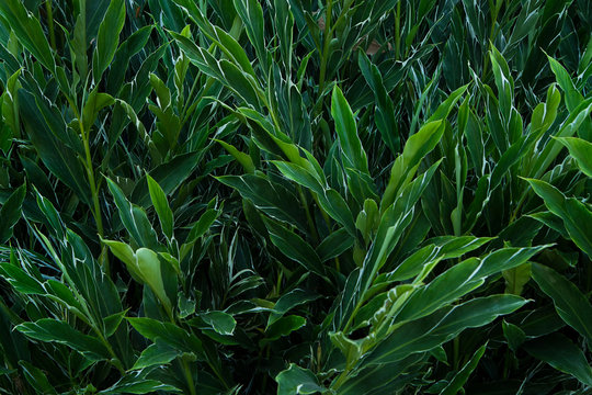 full frame shoot of shell ginger plant texture and pattern