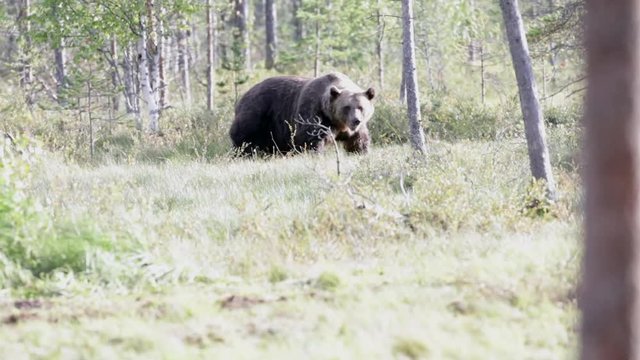 Wild bear in nature. Bear feeding in summertime.  Wildlife spotting footage.Forest with brown bear, for wildlife photographer. Free roaming bear. Freedom in natural forest.