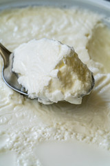 Instant Sheep Yogurt / Yoghurt with Spoon in Plastic Cup.