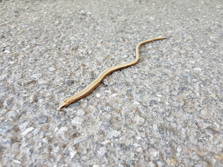 Blindschleiche auf der Strasse