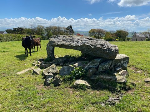 cromlech in a field with cows