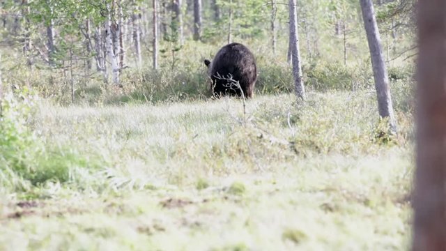 Wild bear in nature. Bear feeding in summertime.  Wildlife spotting footage.Forest with brown bear, for wildlife photographer. Free roaming bear. Freedom in natural forest.
