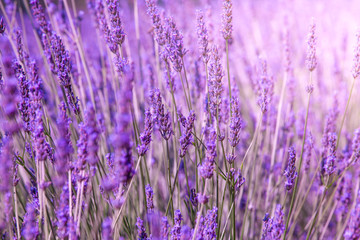 Purple violet color sunny blurred lavender flower field closeup background. Provence region of france.