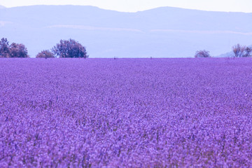 Fototapeta na wymiar Purple violet color sunny blurred lavender flower field background. Provence region of france.