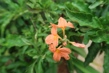 red and yellow flower