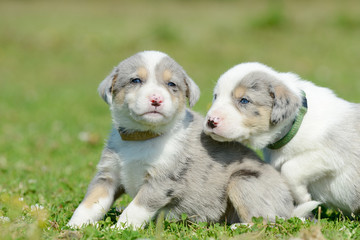 cute smal dog puppies sitting in the garden