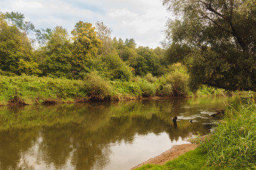 Fototapeta na wymiar Summer river among green trees, russian nature
