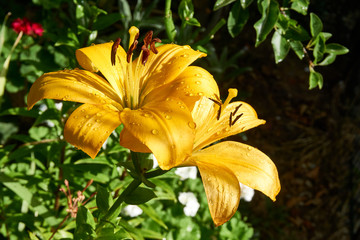 Obraz premium Beautiful lily flower in the garden