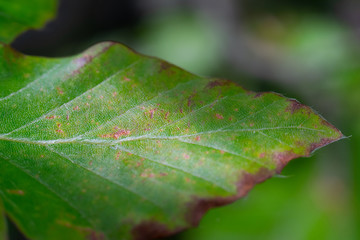 Detailed green leaf