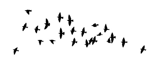 A flock of flying birds. Vector illustration